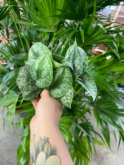 Scindapsus Pictus - Exotica (Silver Splash Pothos) 4 inch