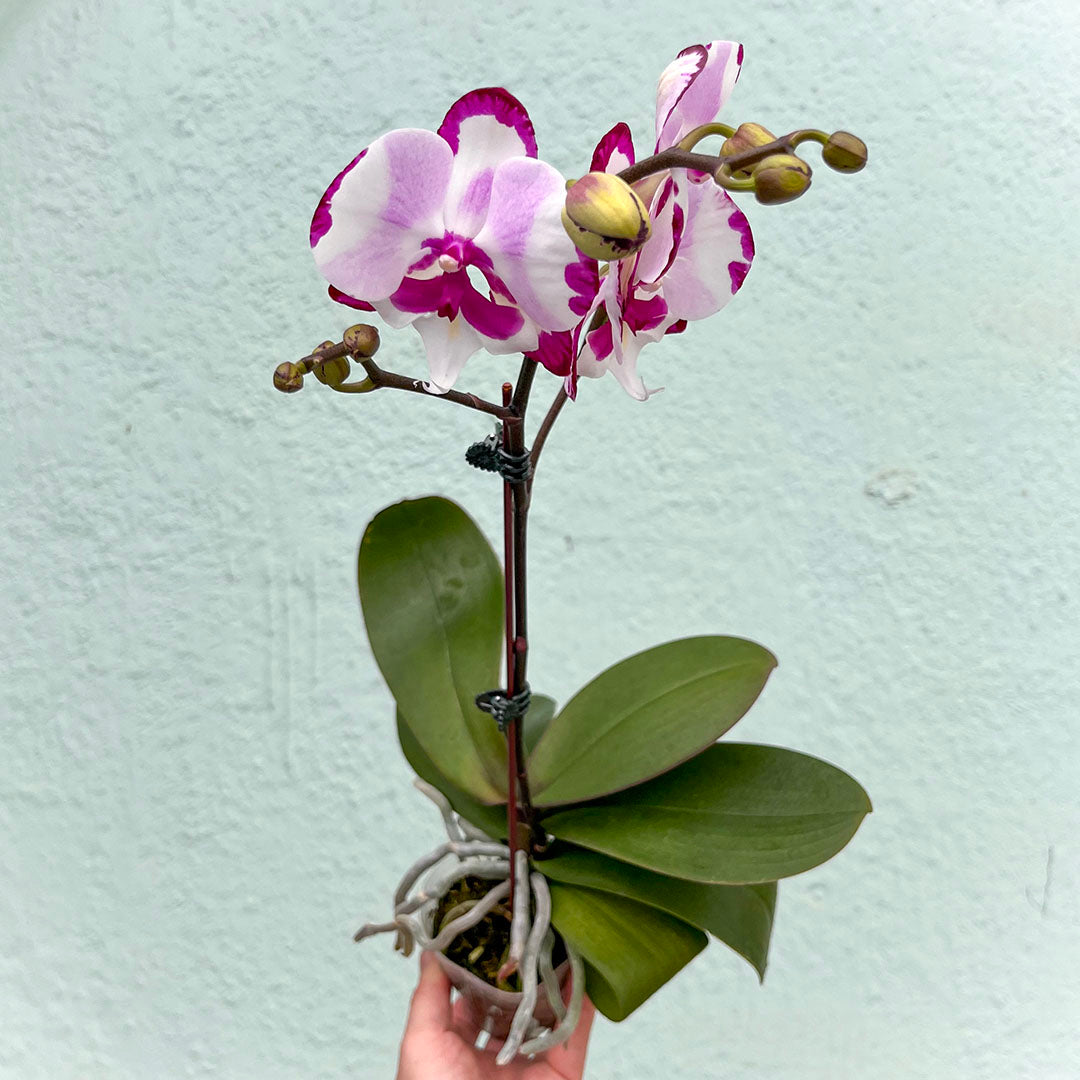 Orchid-Phalaenopsis Single Spike-3 inch