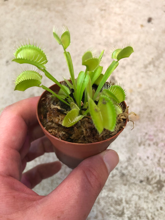 Carnivorous Venus Fly Trap 2 inch