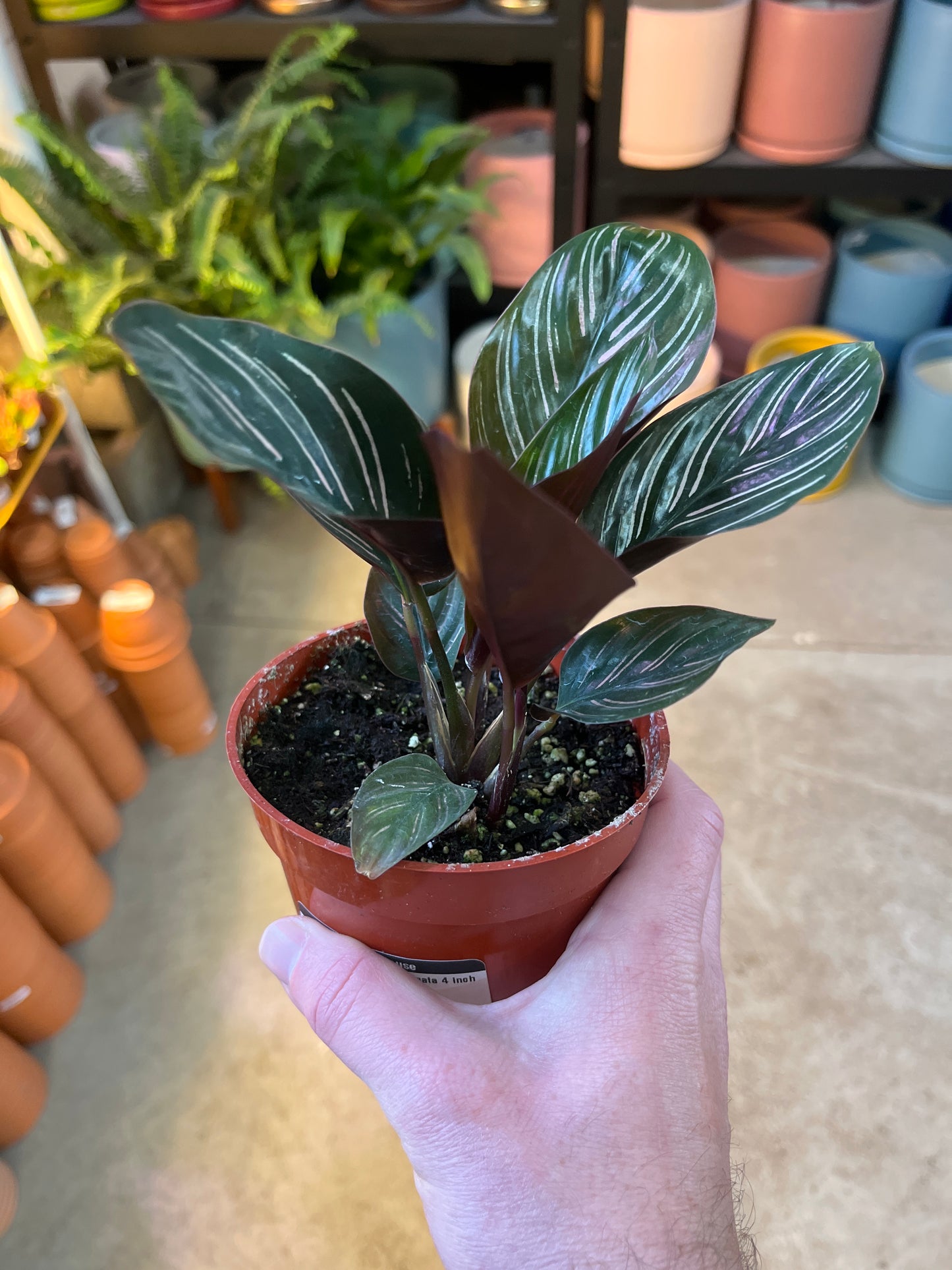 Calathea-Ornata 4 inch