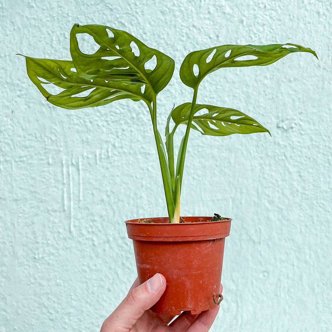 Monstera-Adansonii-4 inch