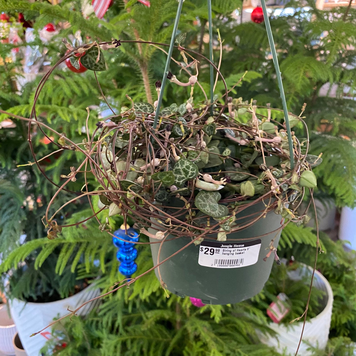 String of Hearts 6" hanging basket