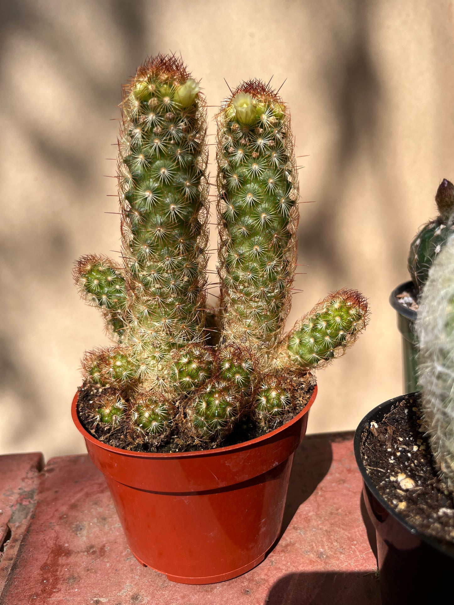 Cactus-Assorted-4 inch