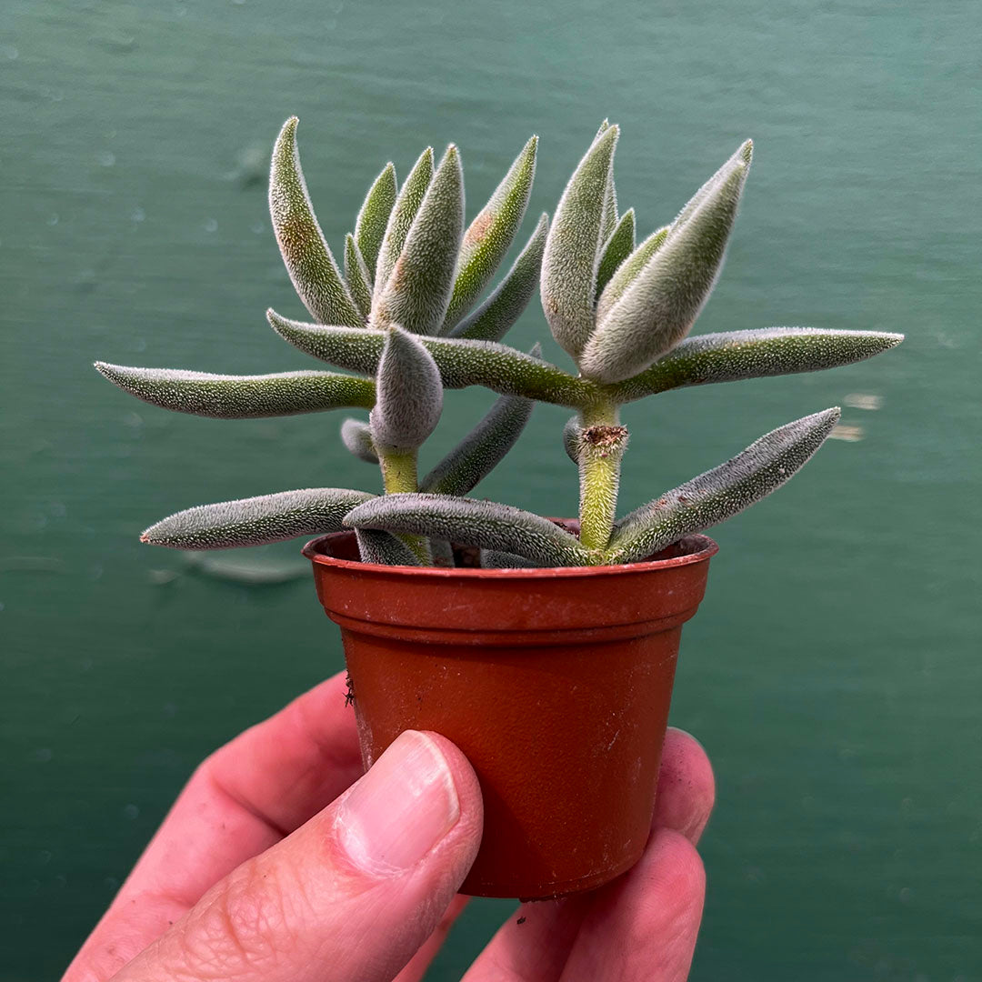 Succulents-Assorted-2 inch