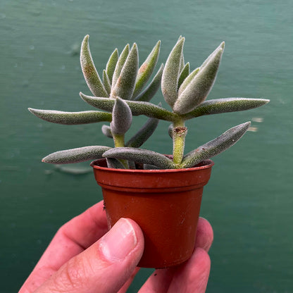 Succulents-Assorted-2 inch