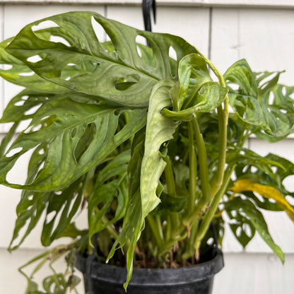 Monstera-Adansonii 8 inch hanging basket
