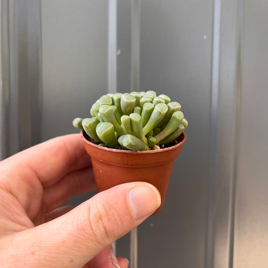 Mimicry-Baby Toes (Fenestraria rhopalophylla)-2 inch