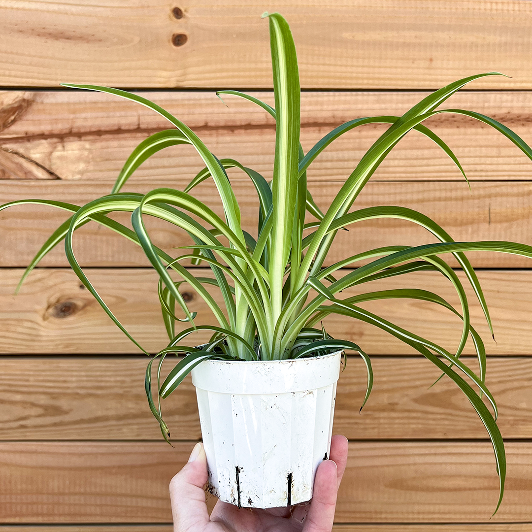 Spider-Bonnie 4 inch