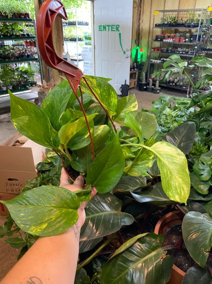 Pothos - Golden HB - 6 inch