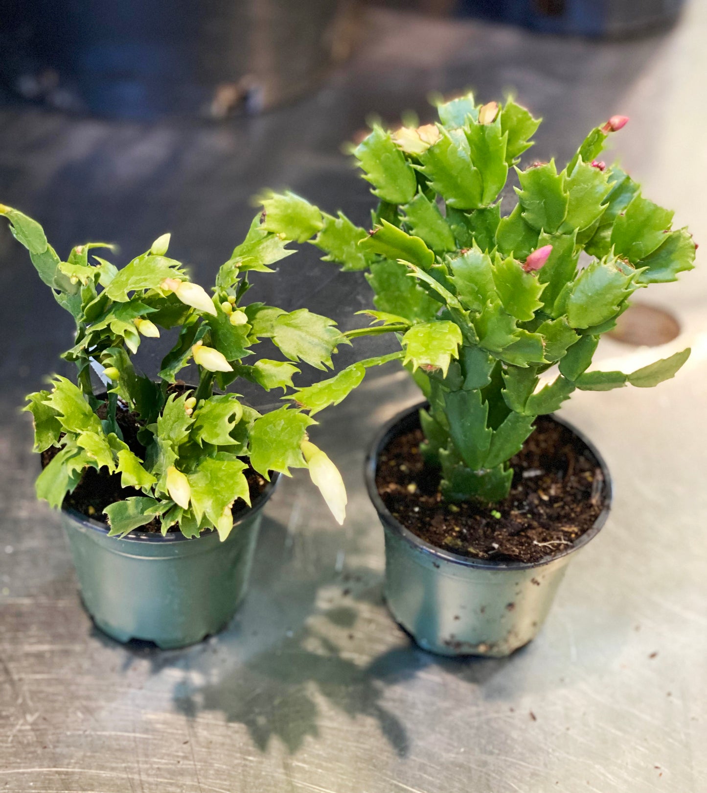 Cactus-Holiday-4 inch