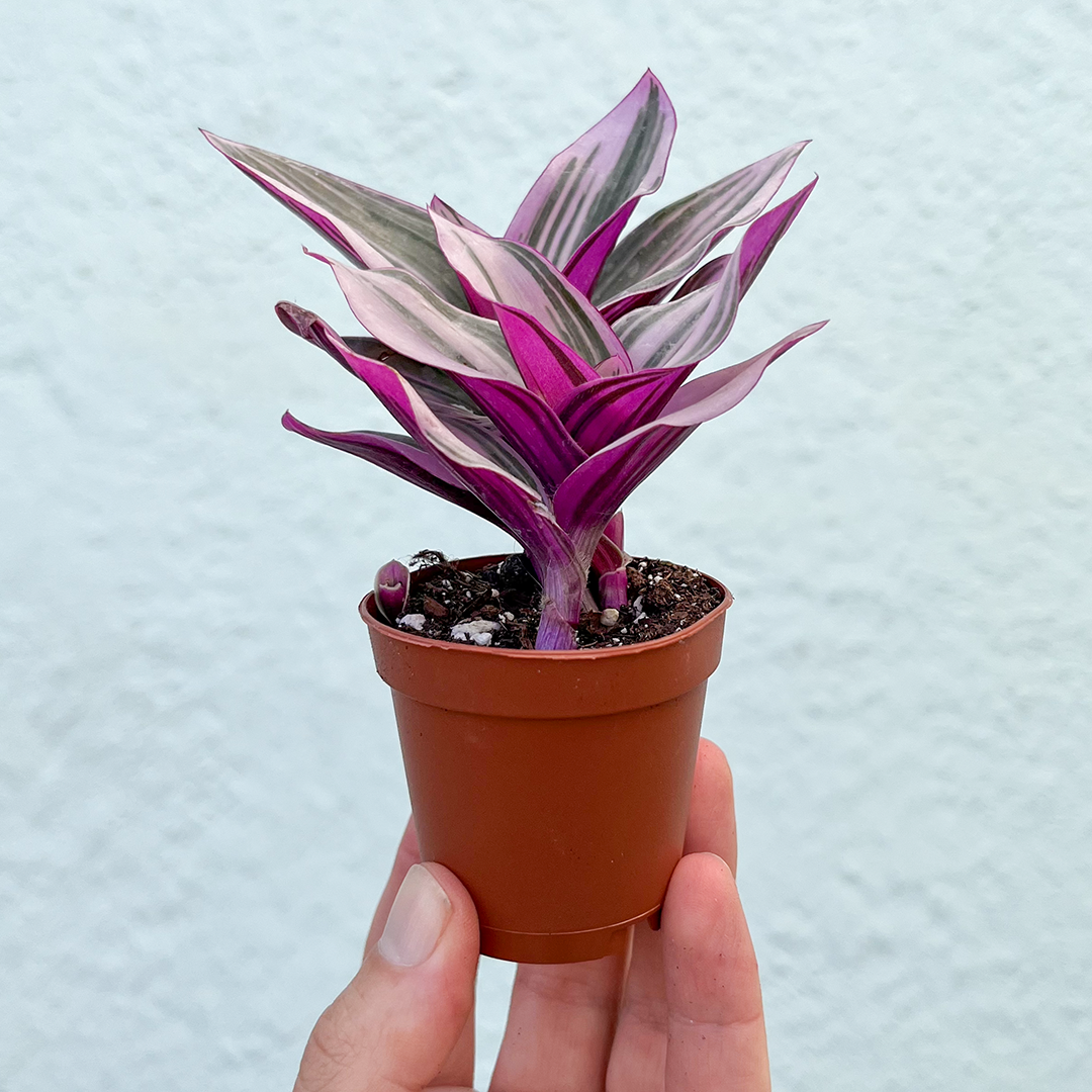 Tradescantia-Nanouk Pink  2 inch