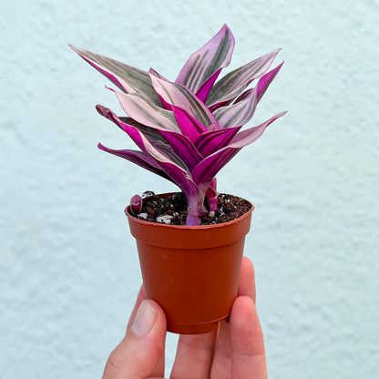 Tradescantia-Nanouk Pink  2 inch