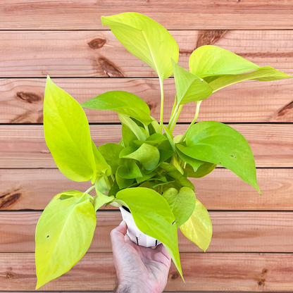 Pothos-Neon-4 inch