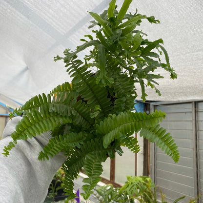 Fern-Assorted 4 inch