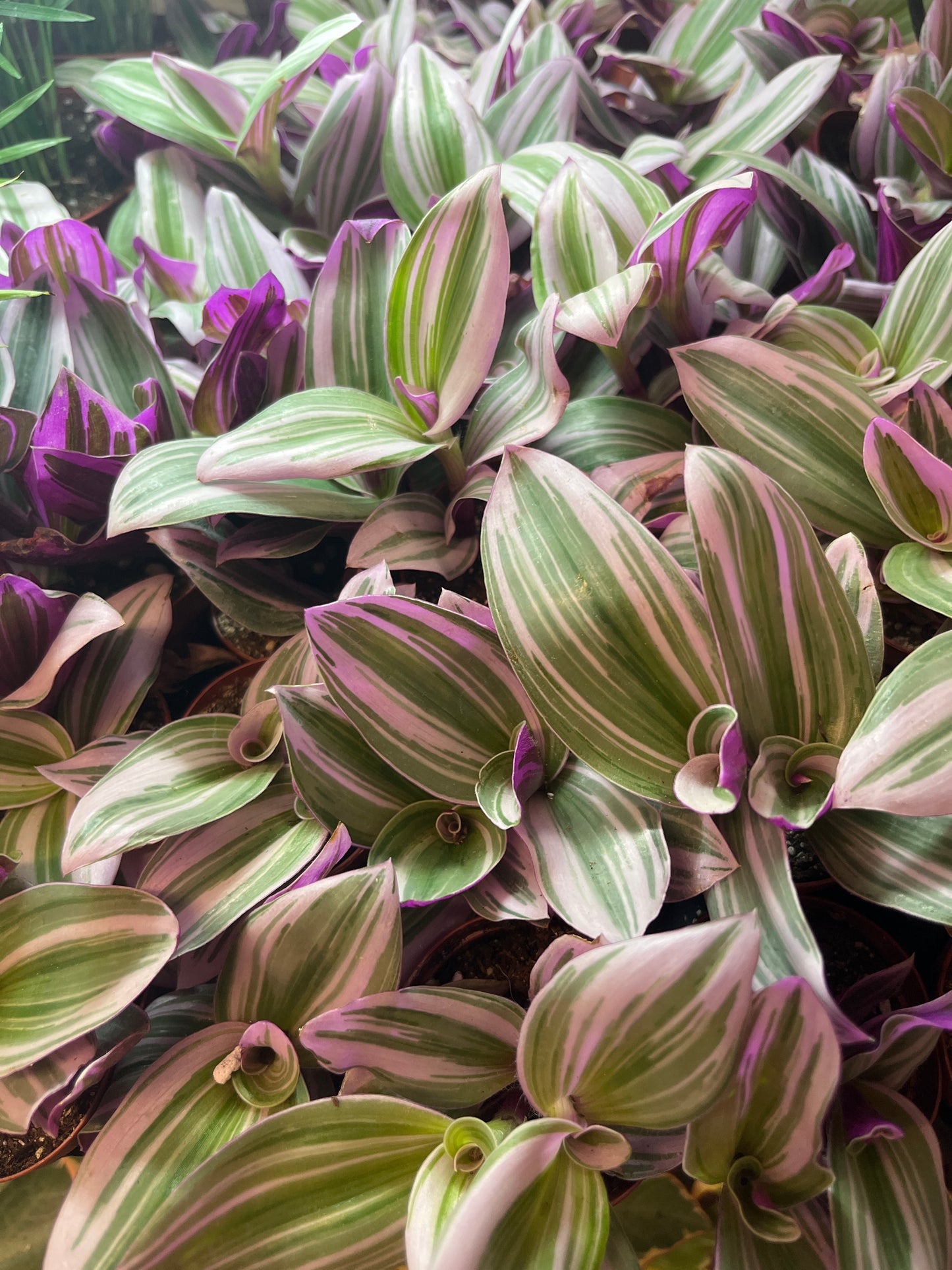 Tradescantia-Nanouk Pink  2 inch