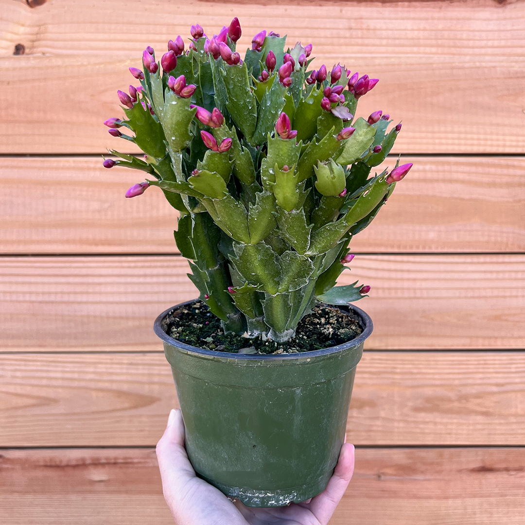 Cactus-Holiday-6 inch