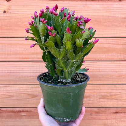 Cactus-Holiday-6 inch