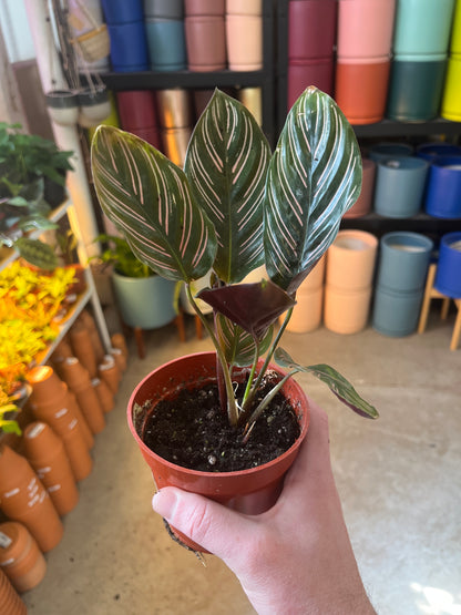 Calathea-Ornata 4 inch