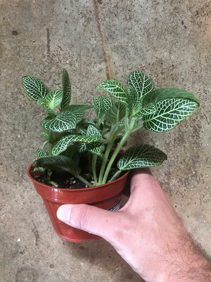 Fittonia-White-4 inch