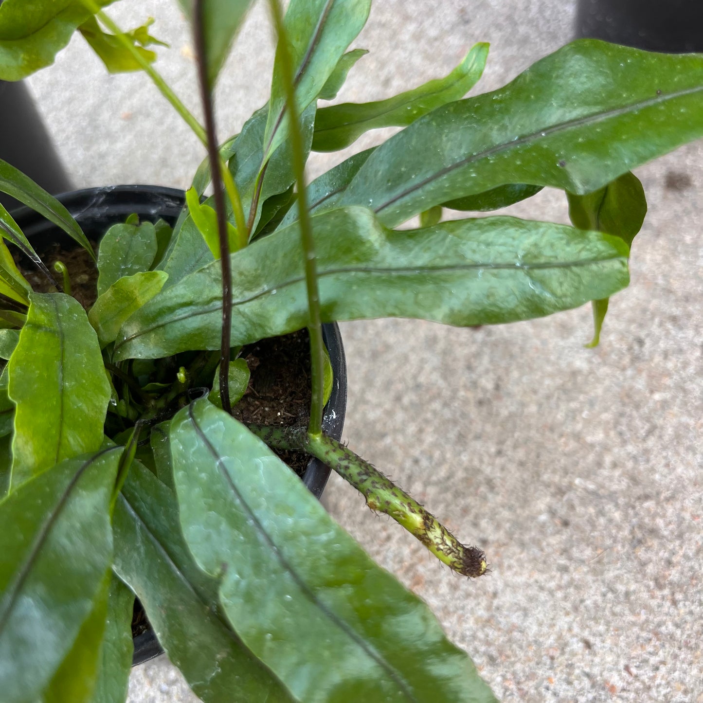 Fern-Assorted 4 inch