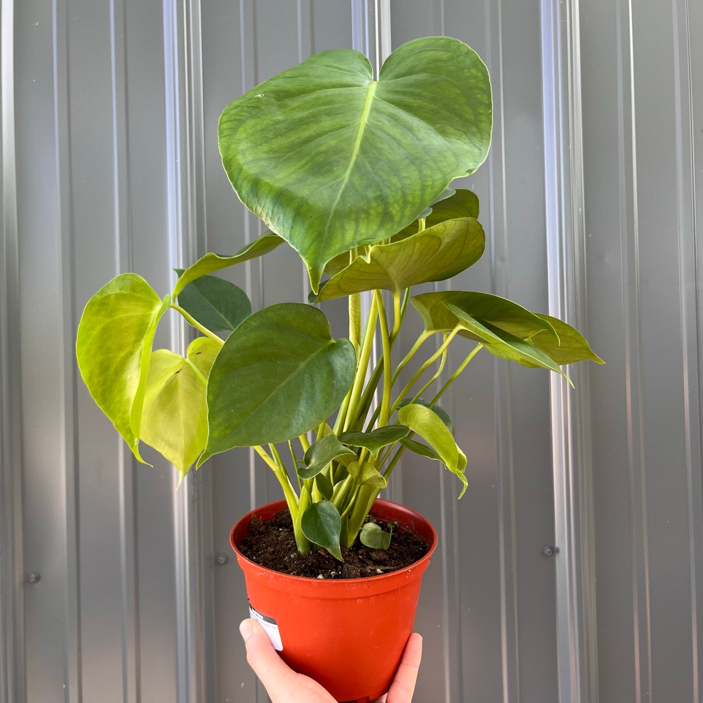 Monstera-Deliciosa -6 inch