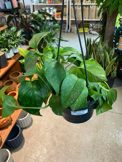 Pothos - Golden HB - 6 inch
