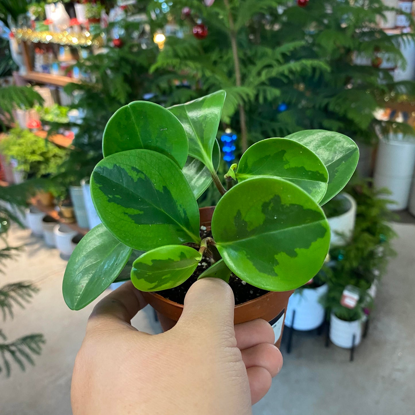 Peperomia-Obtusifolia Lemon Lime- 4 inch
