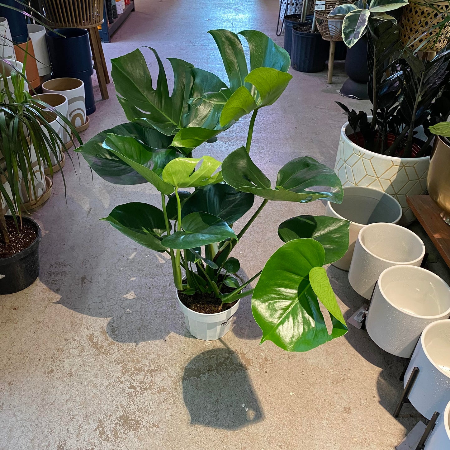 Monstera-Deliciosa -6 inch
