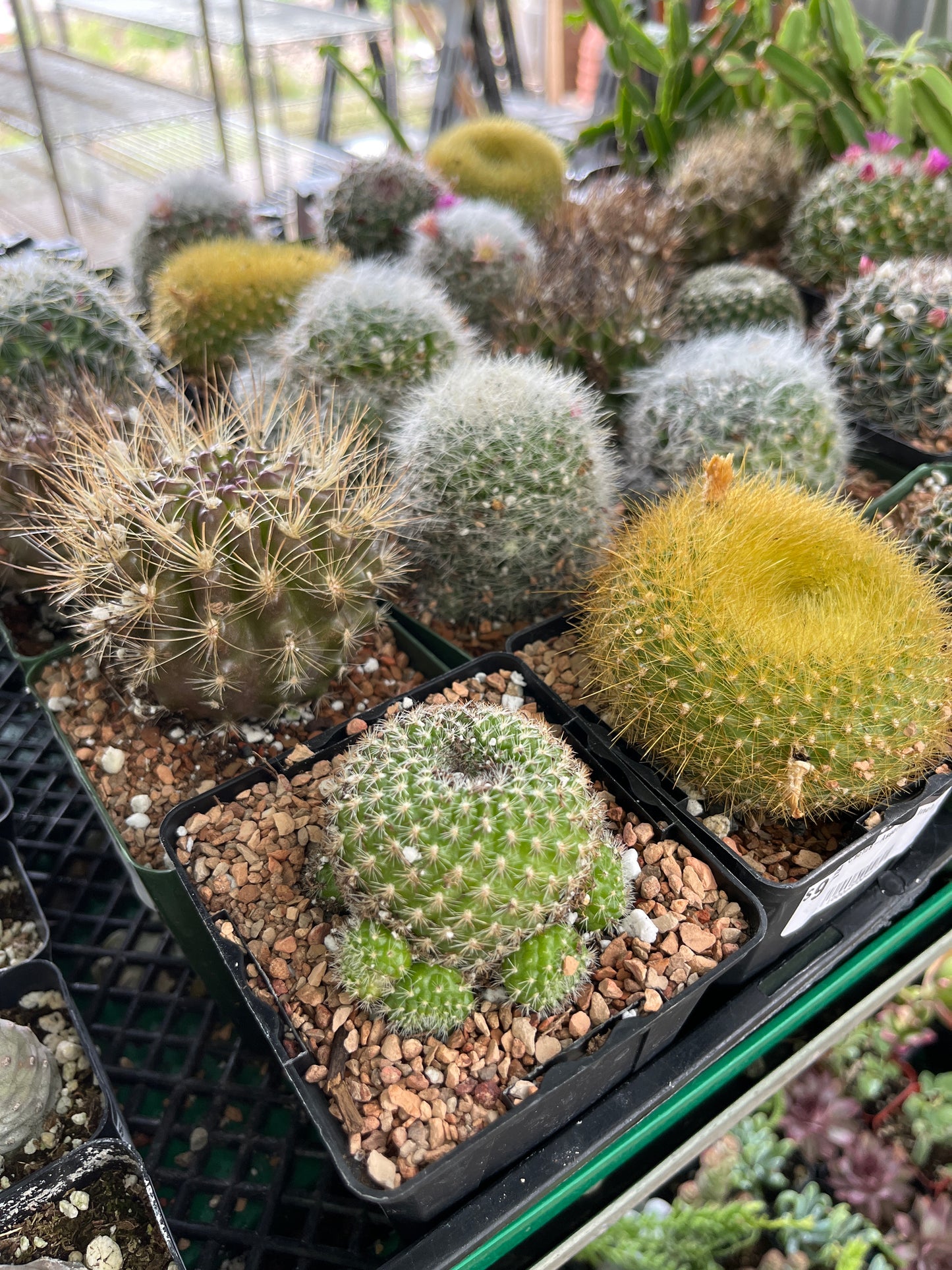 Cactus-Assorted-4 inch
