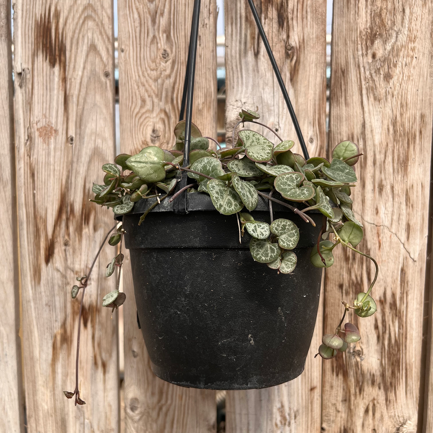 String of Hearts 6" hanging basket