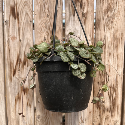 String of Hearts 6" hanging basket