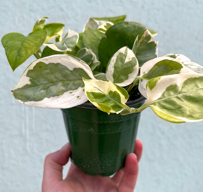 Pothos - Pearls and Jade-4 Inch