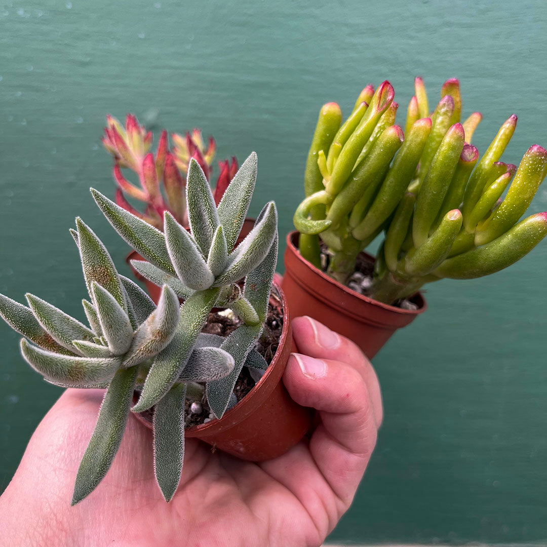 Succulents-Assorted-2 inch