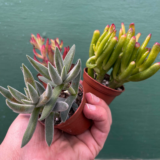 Succulents-Assorted-2 inch