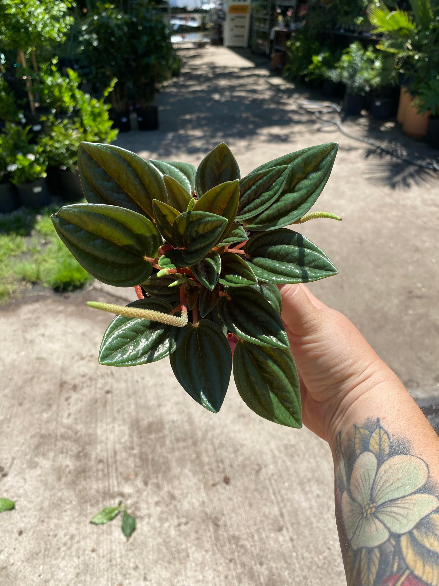 Peperomia - Eden Rosso-4 inch