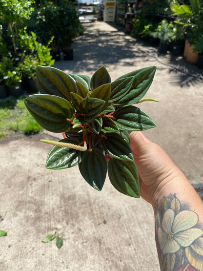 Peperomia - Eden Rosso-4 inch
