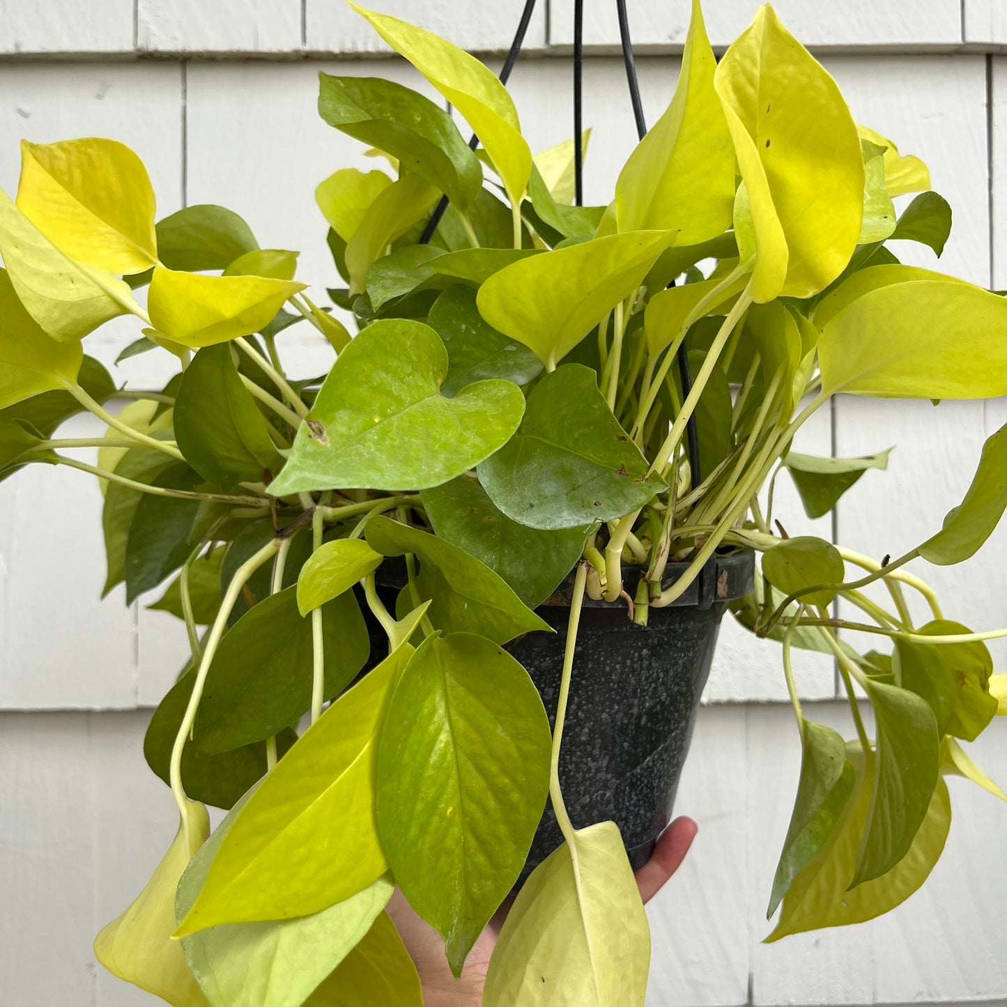 Pothos-Neon 8 inch HB