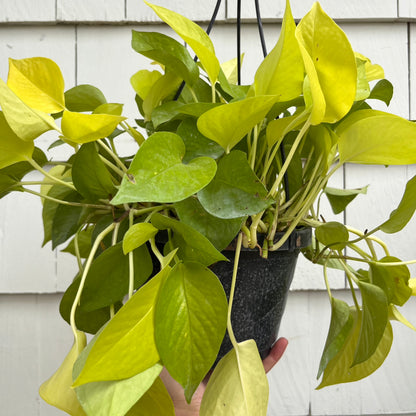 Pothos-Neon 8 inch HB