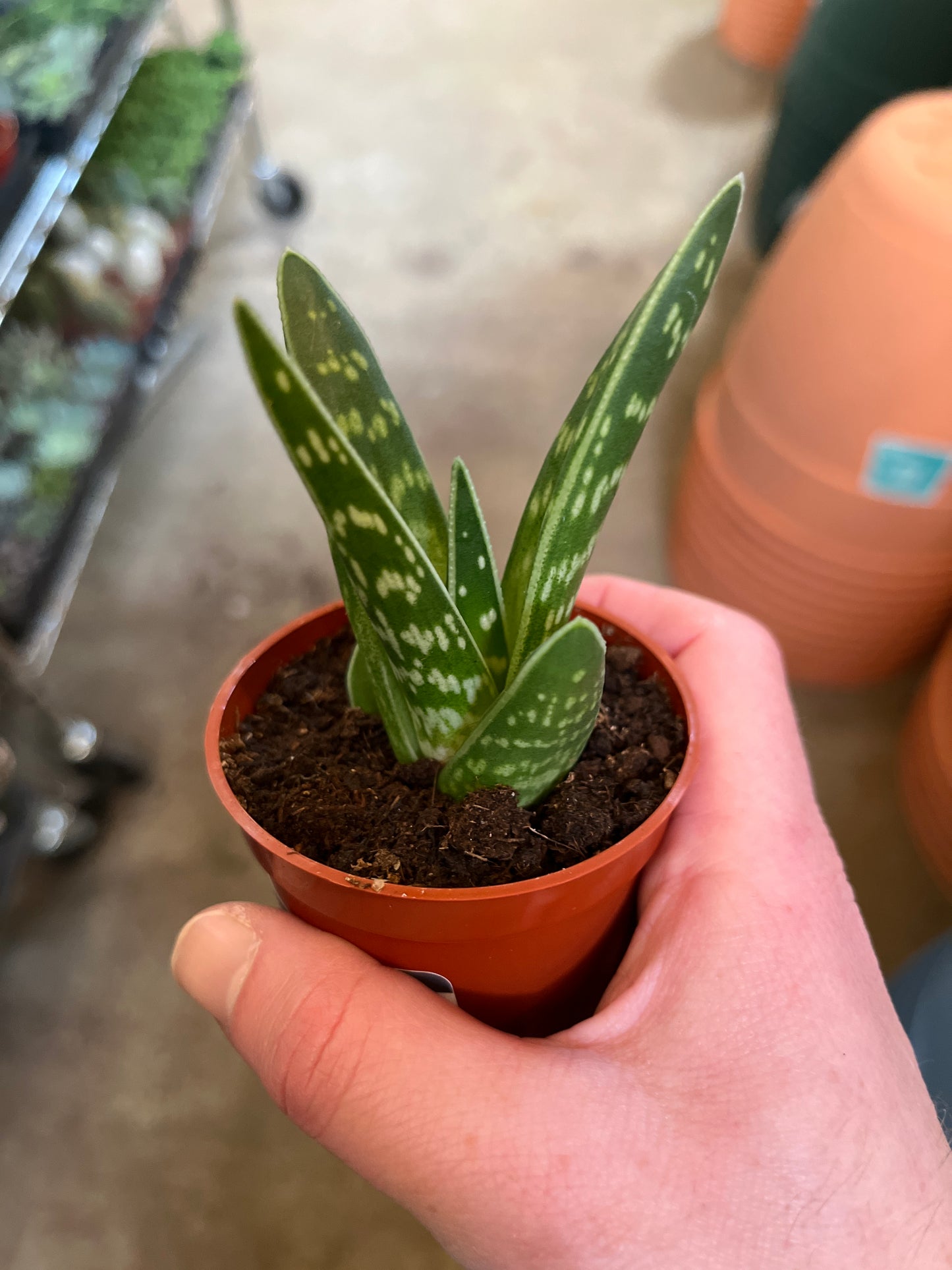 Aloe-Pheasant Breast 3 inch
