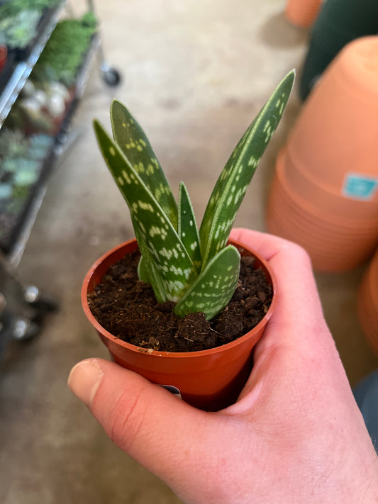 Aloe-Pheasant Breast 3 inch