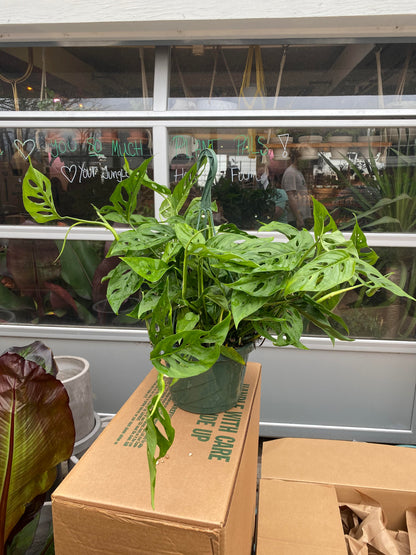 Monstera-Adansonii 8 inch hanging basket