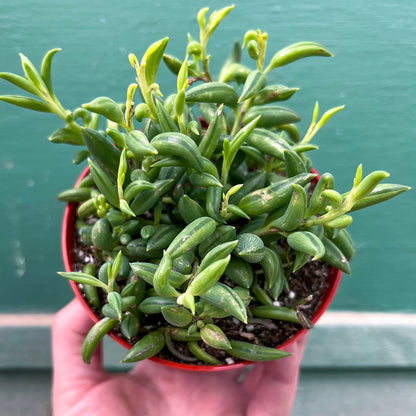 Senecio-Radicans (String of Bananas)-4 inch