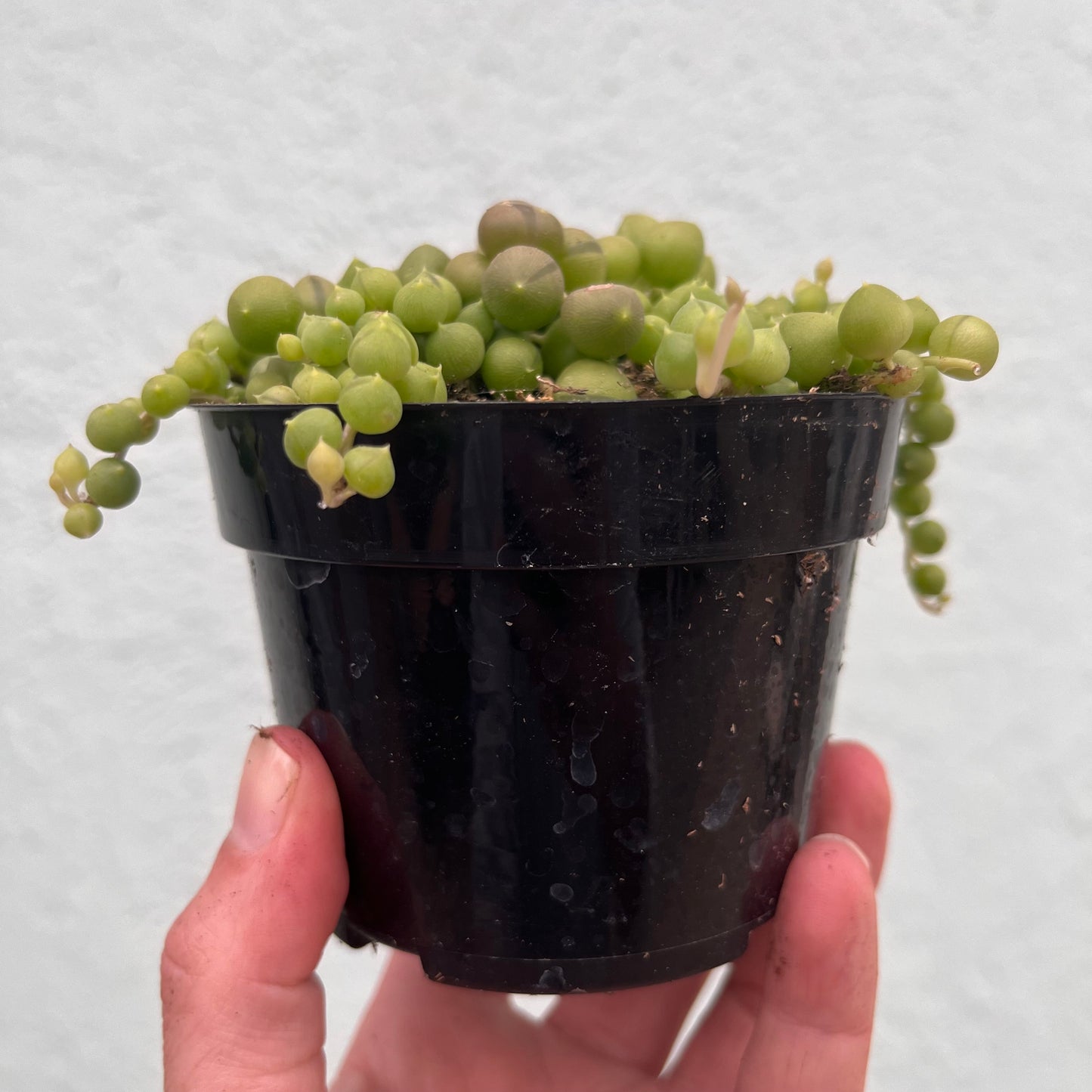 Senecio-Rowleyanus (String of Pearls)- 4 inch