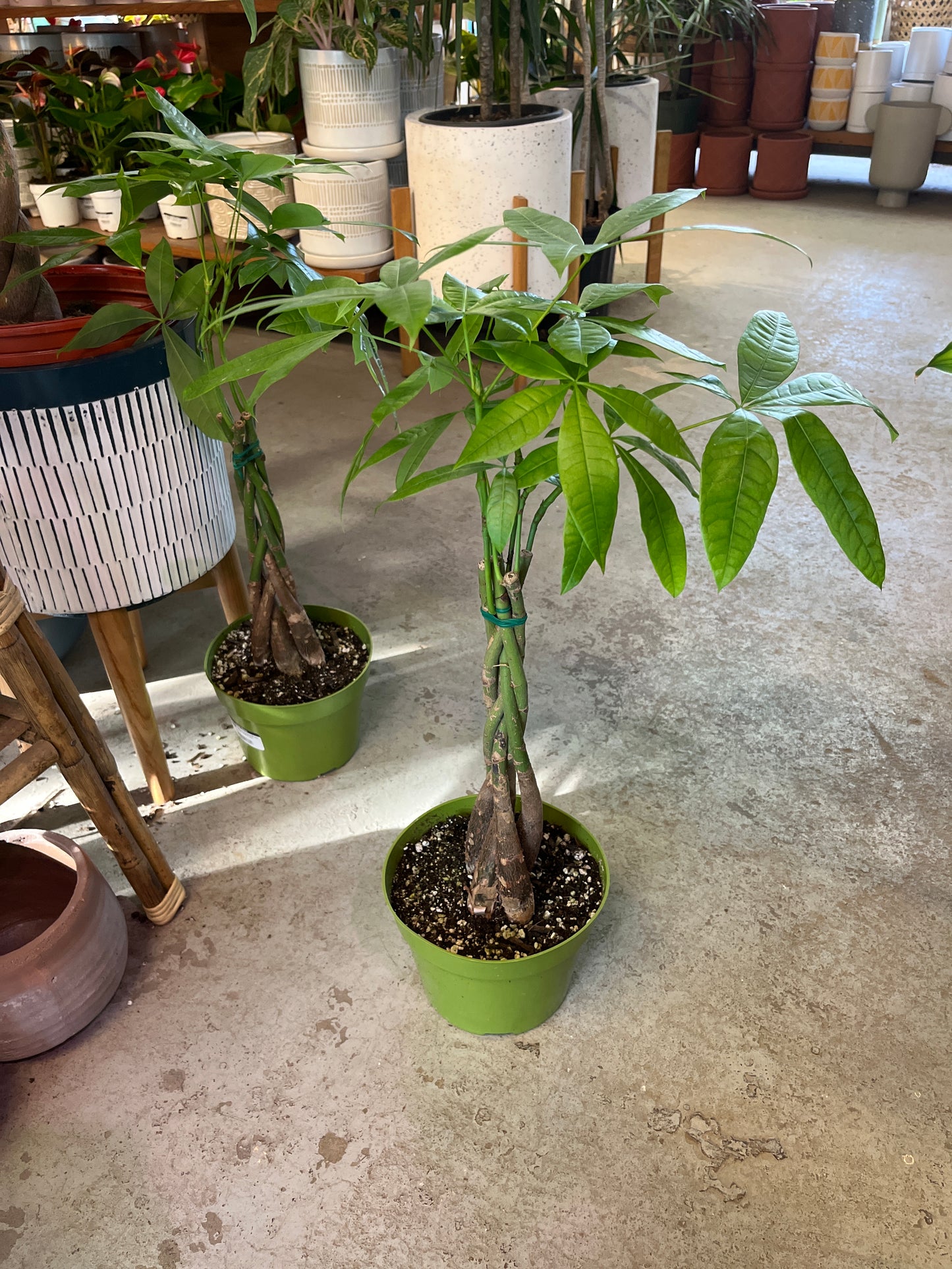 Pachira (Fortune/Money Tree) Braid 6 inch