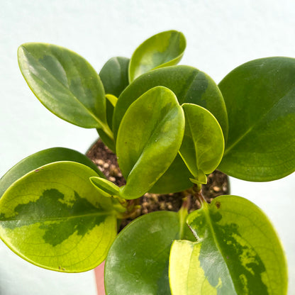 Peperomia-Obtusifolia Lemon Lime- 4 inch