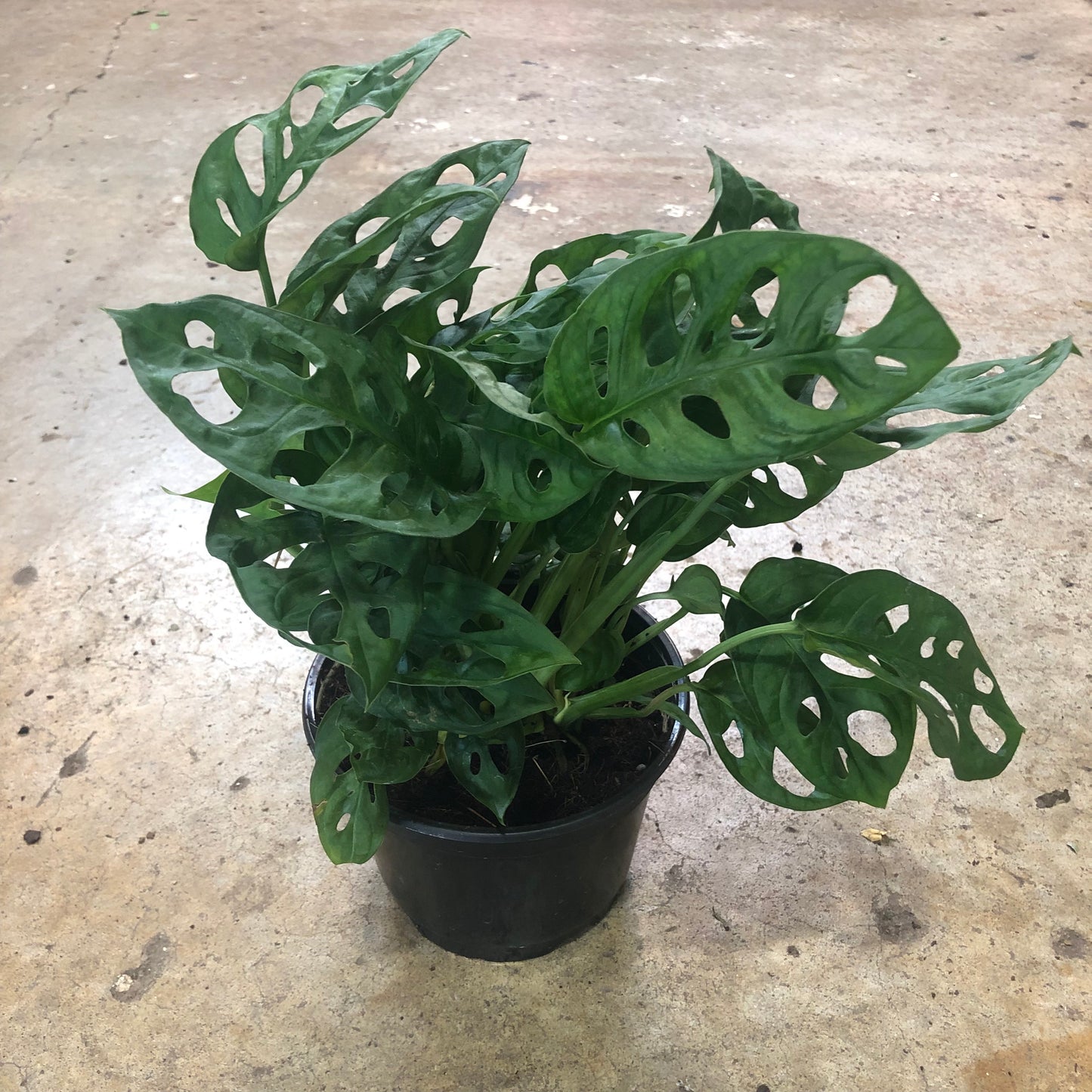 Monstera-Adansonii 6 inch