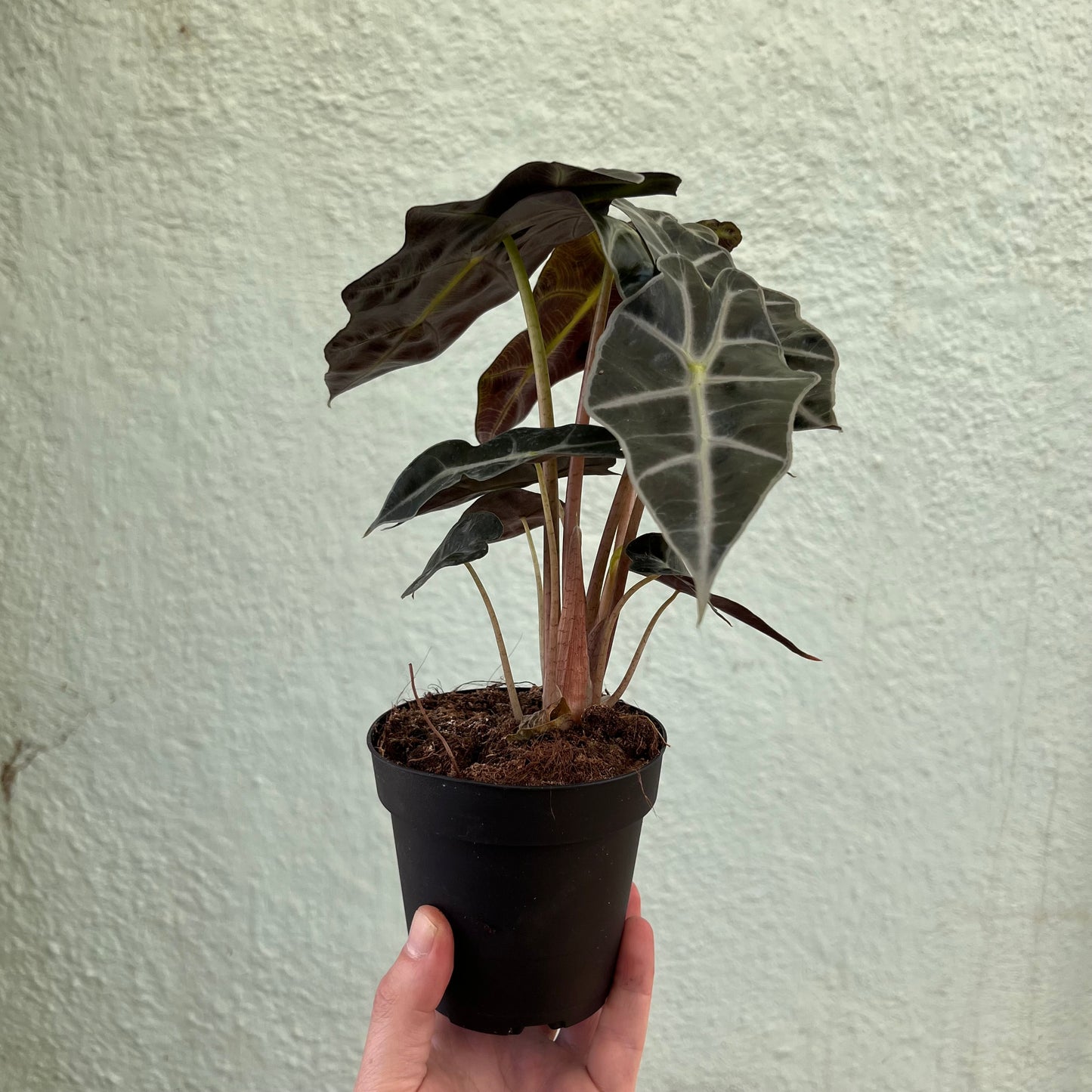 Alocasia-Polly 4"