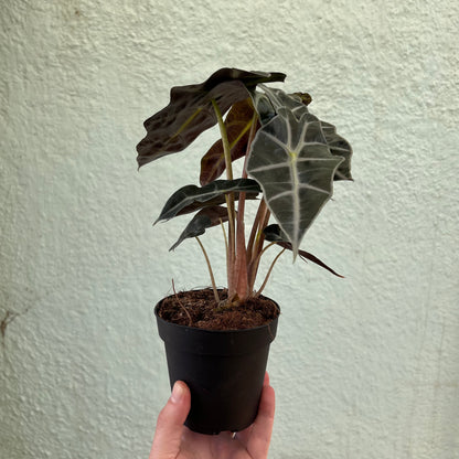 Alocasia-Polly 4"