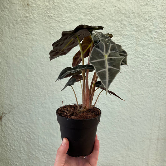 Alocasia-Polly 4"
