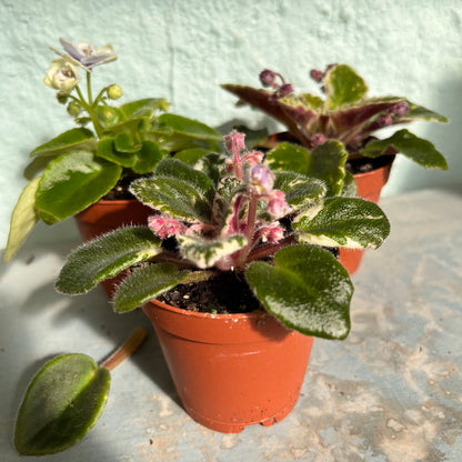 African Violet-Mini -2 inch